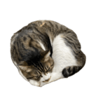 きじしろ猫のごまちゃん4（無言）（個別スタンプ：22）