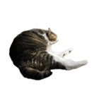 きじしろ猫のごまちゃん4（無言）（個別スタンプ：23）
