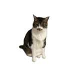 きじしろ猫のごまちゃん4（無言）（個別スタンプ：24）