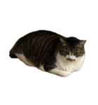 きじしろ猫のごまちゃん4（無言）（個別スタンプ：25）
