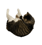 きじしろ猫のごまちゃん4（無言）（個別スタンプ：26）