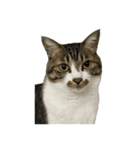 きじしろ猫のごまちゃん4（無言）（個別スタンプ：27）