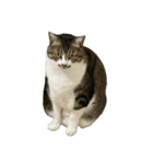 きじしろ猫のごまちゃん4（無言）（個別スタンプ：28）