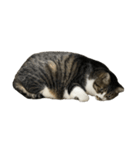 きじしろ猫のごまちゃん4（無言）（個別スタンプ：29）