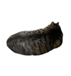 きじしろ猫のごまちゃん4（無言）（個別スタンプ：30）