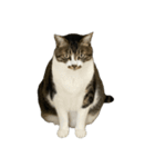 きじしろ猫のごまちゃん4（無言）（個別スタンプ：31）