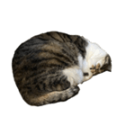 きじしろ猫のごまちゃん4（無言）（個別スタンプ：32）