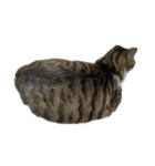 きじしろ猫のごまちゃん4（無言）（個別スタンプ：33）