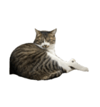 きじしろ猫のごまちゃん4（無言）（個別スタンプ：34）
