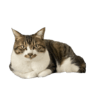 きじしろ猫のごまちゃん4（無言）（個別スタンプ：35）