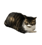 きじしろ猫のごまちゃん4（無言）（個別スタンプ：36）