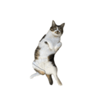きじしろ猫のごまちゃん4（無言）（個別スタンプ：37）