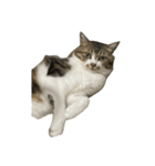 きじしろ猫のごまちゃん4（無言）（個別スタンプ：38）