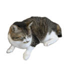 きじしろ猫のごまちゃん4（無言）（個別スタンプ：40）