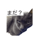 返事してほしいときの猫（個別スタンプ：4）