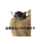 返事してほしいときの猫（個別スタンプ：5）