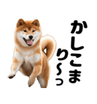 柴犬のワンコ（個別スタンプ：3）