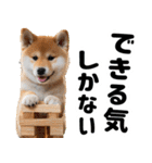 柴犬のワンコ（個別スタンプ：4）