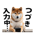 柴犬のワンコ（個別スタンプ：12）