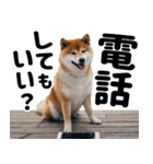 柴犬のワンコ（個別スタンプ：13）