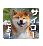 柴犬のワンコ（個別スタンプ：18）