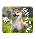 柴犬のワンコ（個別スタンプ：21）