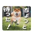 柴犬のワンコ（個別スタンプ：24）