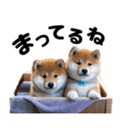 柴犬のワンコ（個別スタンプ：28）