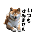 柴犬のワンコ（個別スタンプ：33）