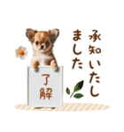 敬語チワワのおとなかわいいスタンプ（個別スタンプ：9）