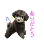 シュシュ(chou chou)のスタンプ（個別スタンプ：5）
