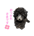 シュシュ(chou chou)のスタンプ（個別スタンプ：11）