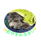 シュシュ(chou chou)のスタンプ（個別スタンプ：12）