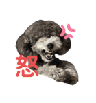 シュシュ(chou chou)のスタンプ（個別スタンプ：13）