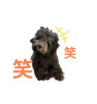 シュシュ(chou chou)のスタンプ（個別スタンプ：14）