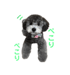 シュシュ(chou chou)のスタンプ（個別スタンプ：15）