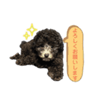 シュシュ(chou chou)のスタンプ（個別スタンプ：16）