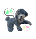 シュシュ(chou chou)のスタンプ（個別スタンプ：17）