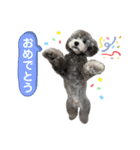 シュシュ(chou chou)のスタンプ（個別スタンプ：21）
