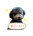シュシュ(chou chou)のスタンプ（個別スタンプ：24）