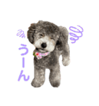 シュシュ(chou chou)のスタンプ（個別スタンプ：26）
