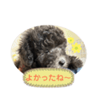 シュシュ(chou chou)のスタンプ（個別スタンプ：29）
