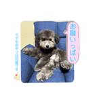 シュシュ(chou chou)のスタンプ（個別スタンプ：34）
