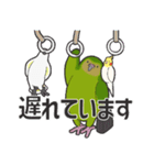 We are parrots！（個別スタンプ：15）