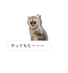 おれんじねこと、ぐれーねこ《ふきだし》（個別スタンプ：9）