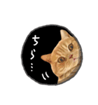 おれんじねこと、ぐれーねこ《ふきだし》（個別スタンプ：23）