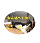 子猫わらびの日常すたんぷ（個別スタンプ：8）