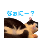 子猫わらびの日常すたんぷ（個別スタンプ：9）