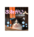 子猫わらびの日常すたんぷ（個別スタンプ：10）