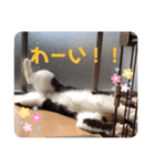 子猫わらびの日常すたんぷ（個別スタンプ：12）